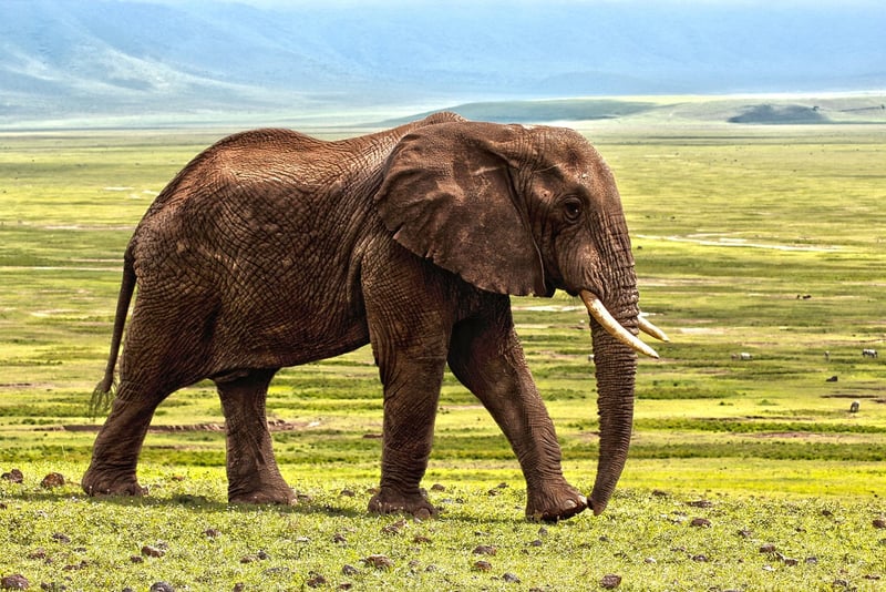 Safari Tours