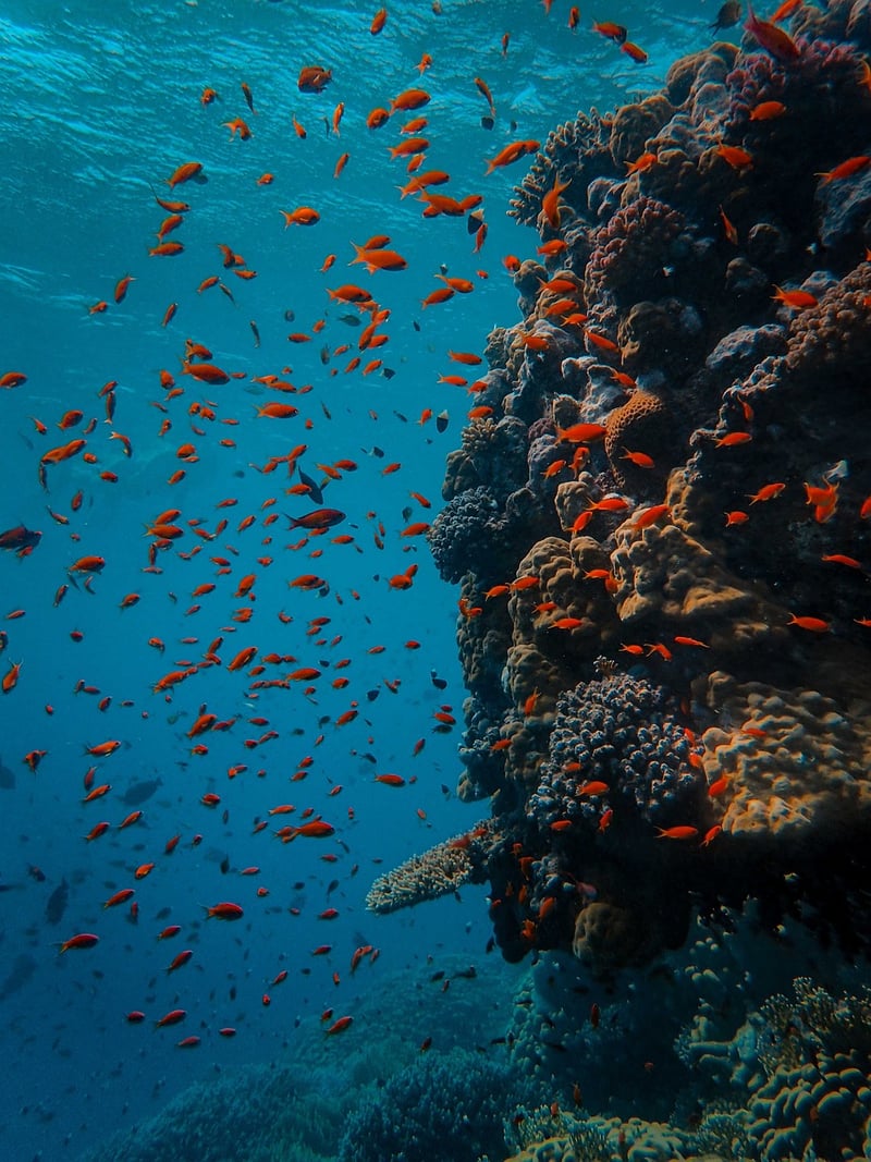 Scuba Diving Expedition